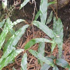 Oleandra distenta Fouge?re liane Olean draceae Indigène La Réunion 435.jpeg